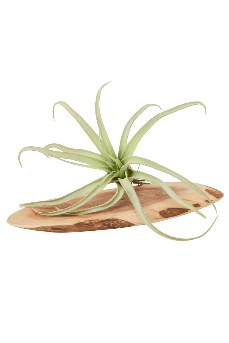 Air Plant Fake Lifelike Realistic Unkillable! - Chive US Wholesale