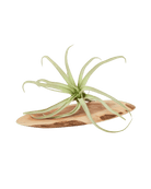 Air Plant Fake Lifelike Realistic Unkillable! - Chive US Wholesale