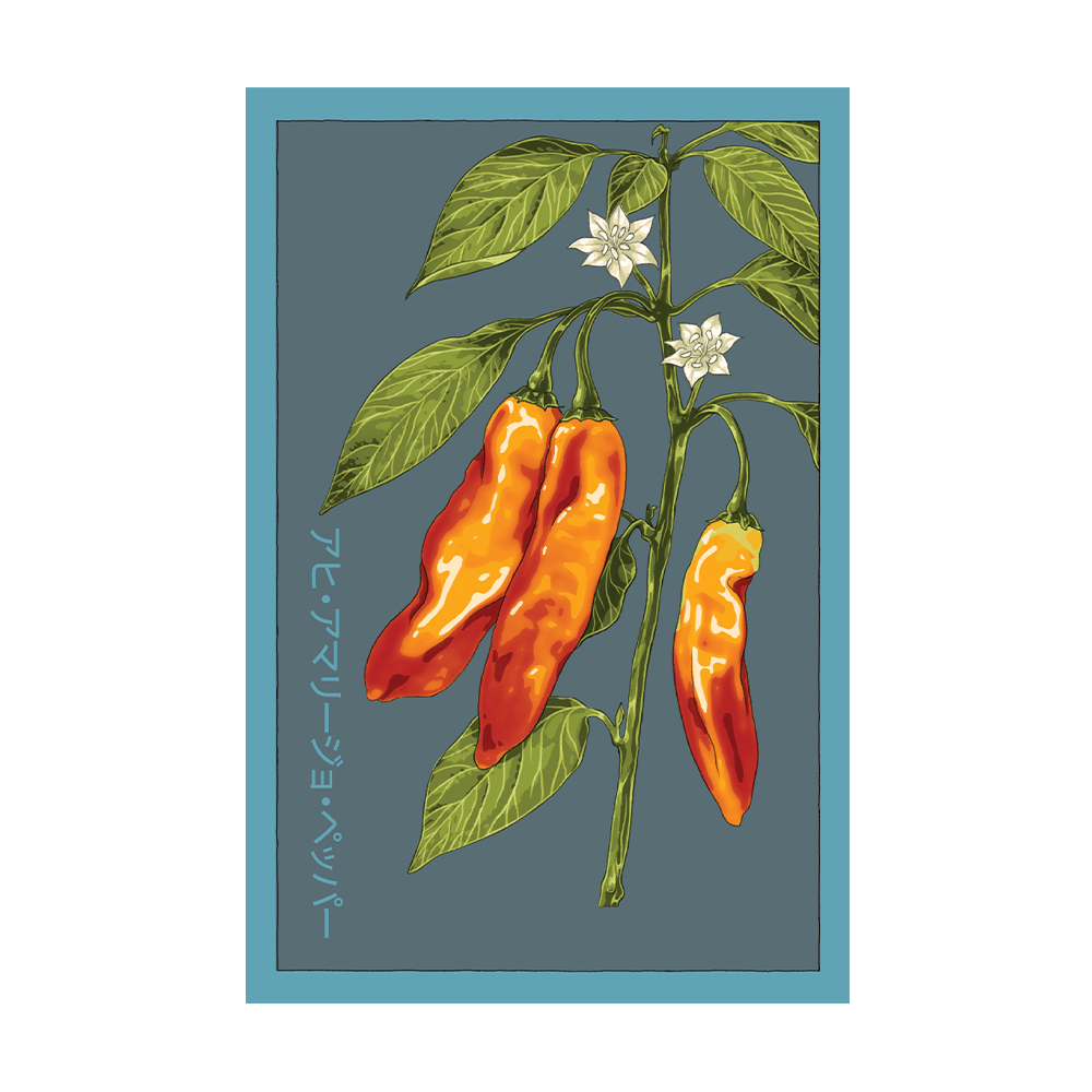 Aji Amarillo Pepper Vegetable Seeds Packet - Chive US Wholesale
