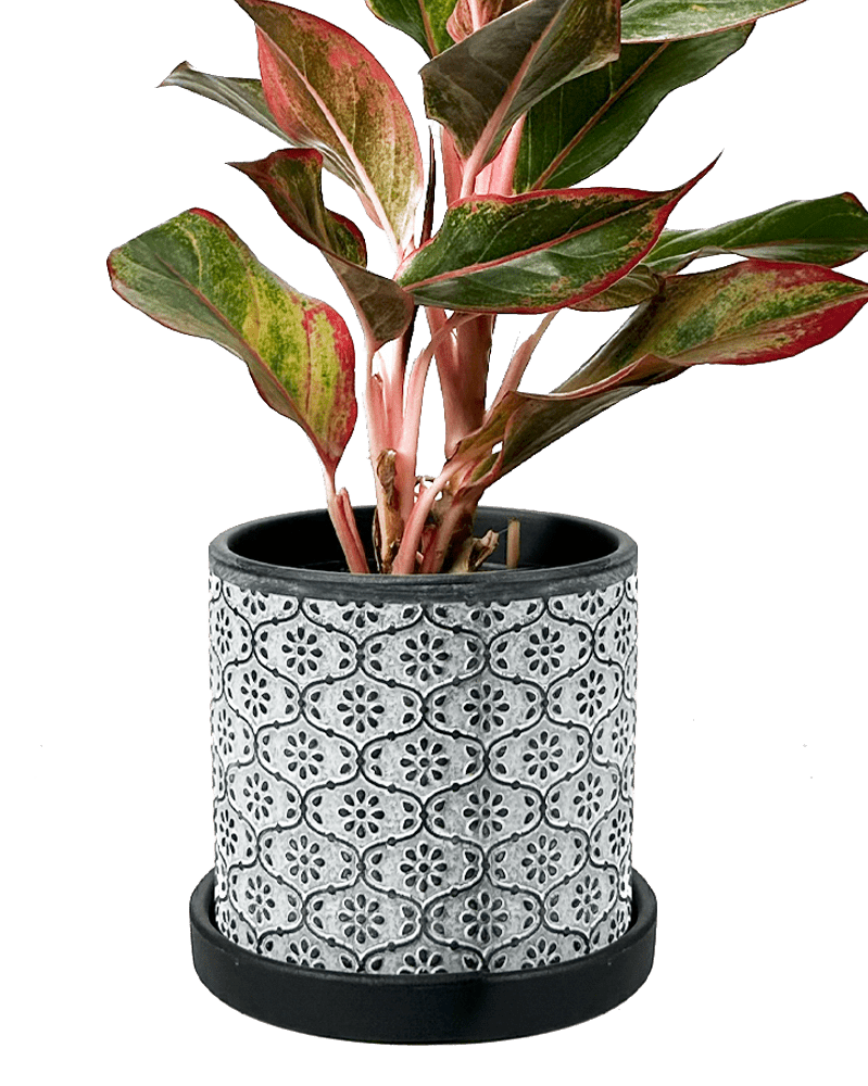 Balter Ceramic Pot And Saucer Set - Chive US Wholesale