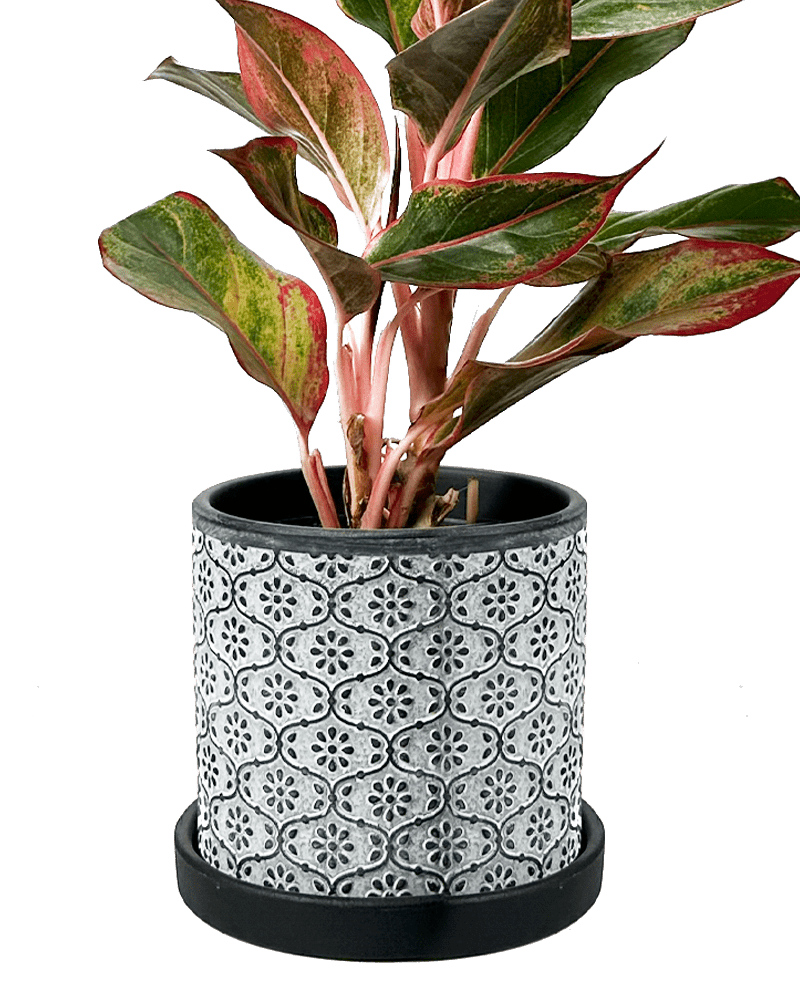 Balter Ceramic Pot And Saucer Set - Chive US Wholesale