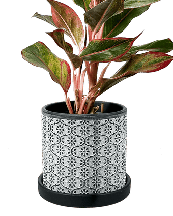 Balter Ceramic Pot And Saucer Set - Chive US Wholesale
