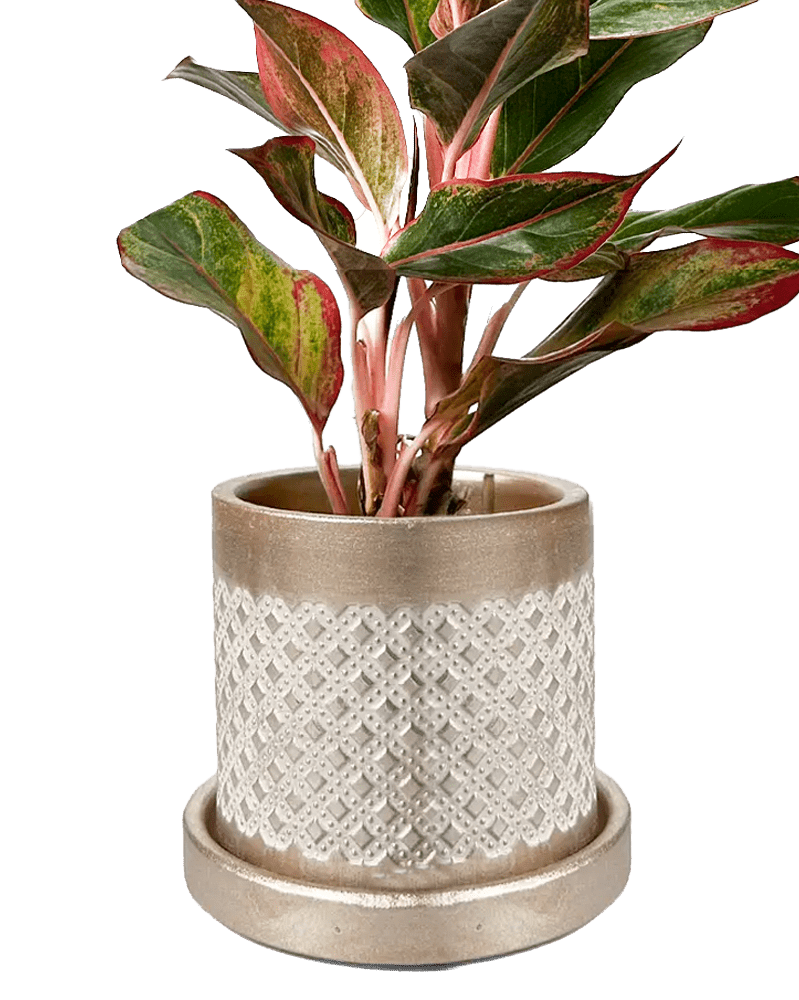 Balter Ceramic Pot And Saucer Set - Chive US Wholesale