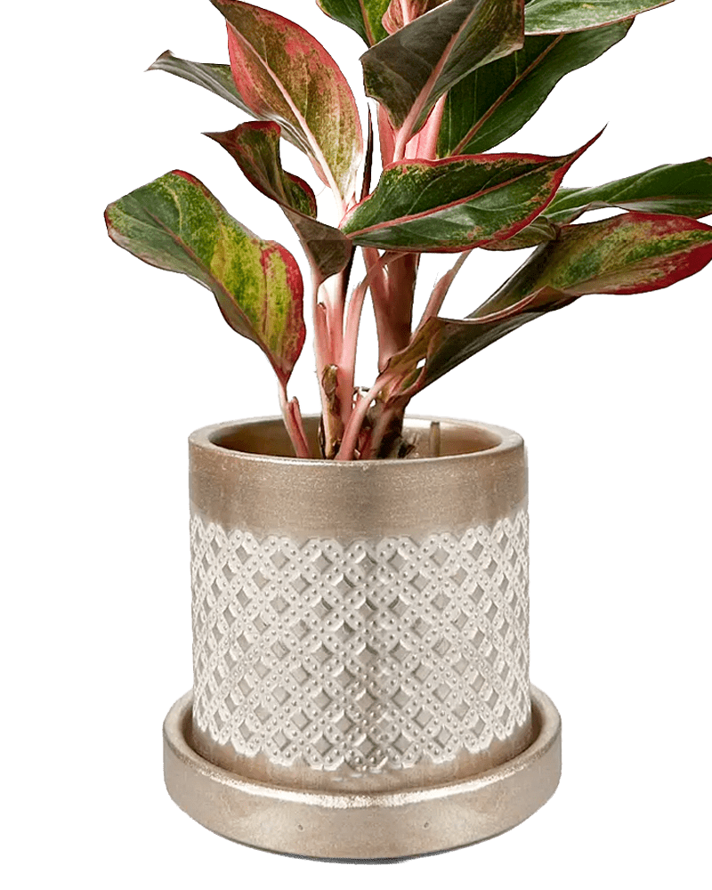 Balter Ceramic Pot And Saucer Set - Chive US Wholesale