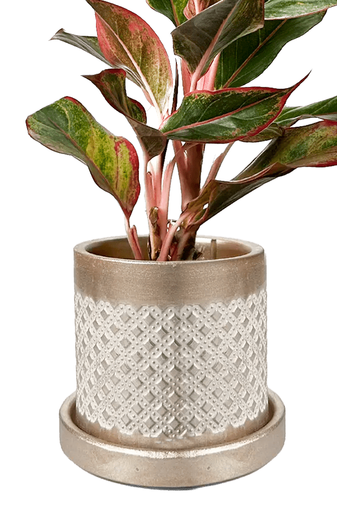 Balter Ceramic Pot And Saucer Set - Chive US Wholesale