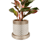 Balter Ceramic Pot And Saucer Set - Chive US Wholesale