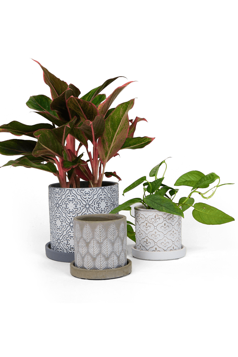 Balter Ceramic Pot And Saucer Set - Chive US Wholesale