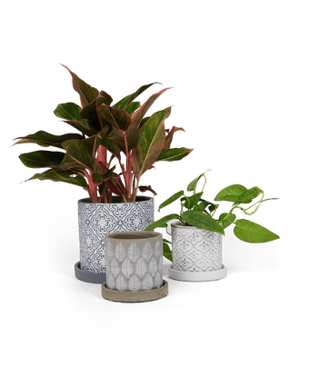 Balter Ceramic Pot And Saucer Set - Chive US Wholesale