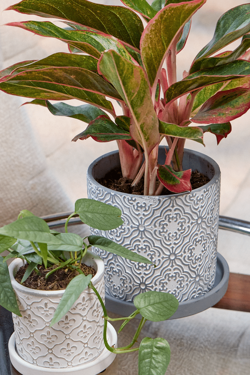 Balter Ceramic Pot And Saucer Set - Chive US Wholesale