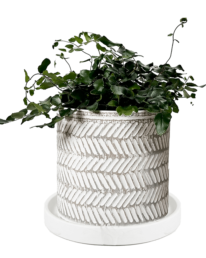 Balter Ceramic Pot And Saucer Set - Chive US Wholesale