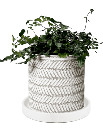 Balter Ceramic Pot And Saucer Set - Chive US Wholesale