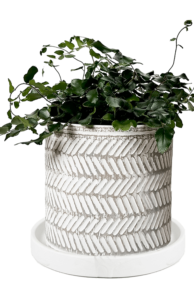 Balter Ceramic Pot And Saucer Set - Chive US Wholesale