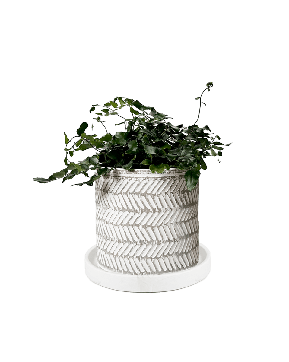 Balter Ceramic Pot And Saucer Set - Chive US Wholesale