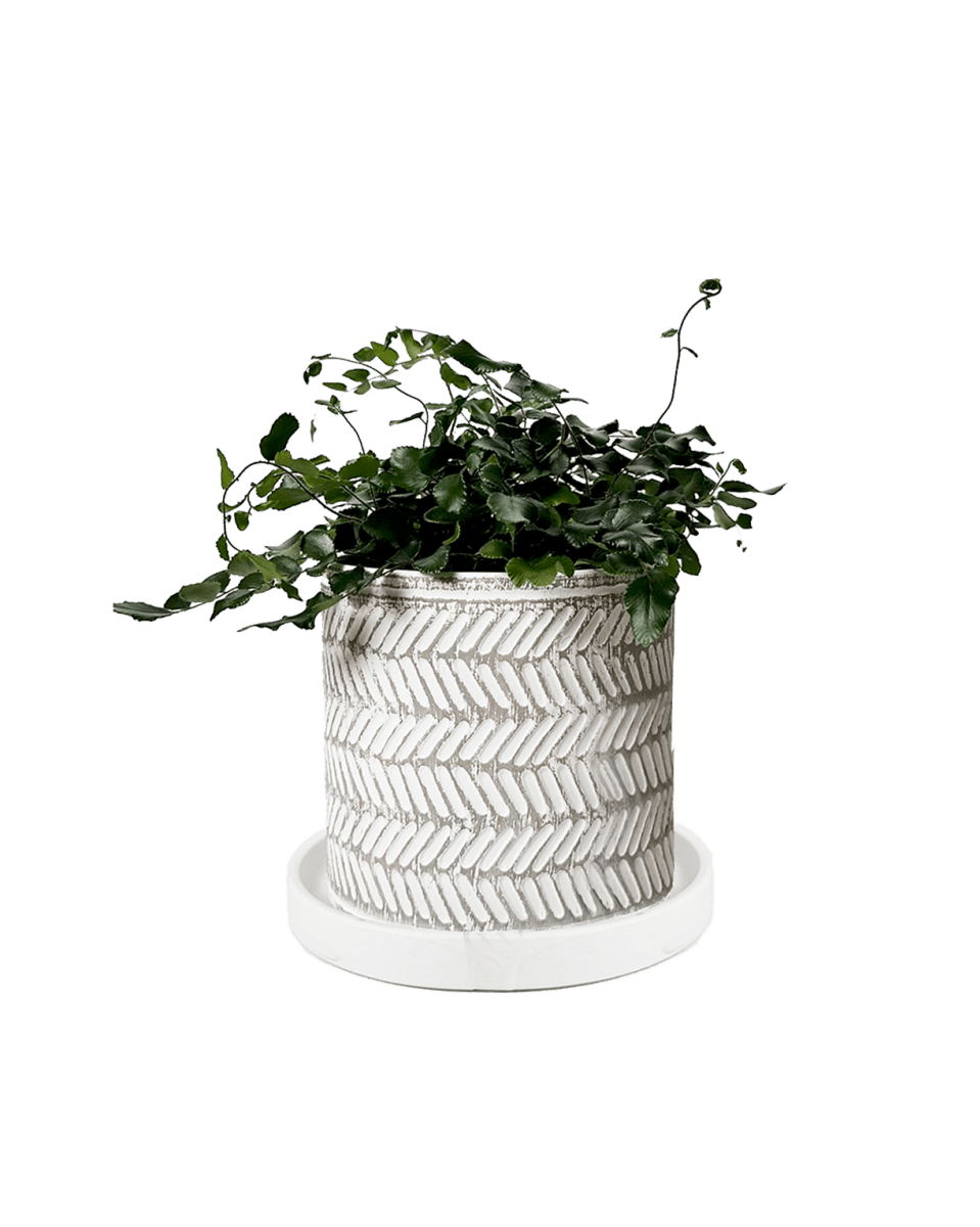 Balter Ceramic Pot And Saucer Set - Chive US Wholesale