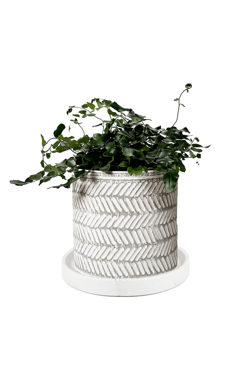 Balter Ceramic Pot And Saucer Set - Chive US Wholesale