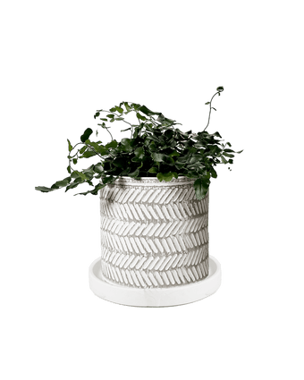 Balter Ceramic Pot And Saucer Set - Chive US Wholesale