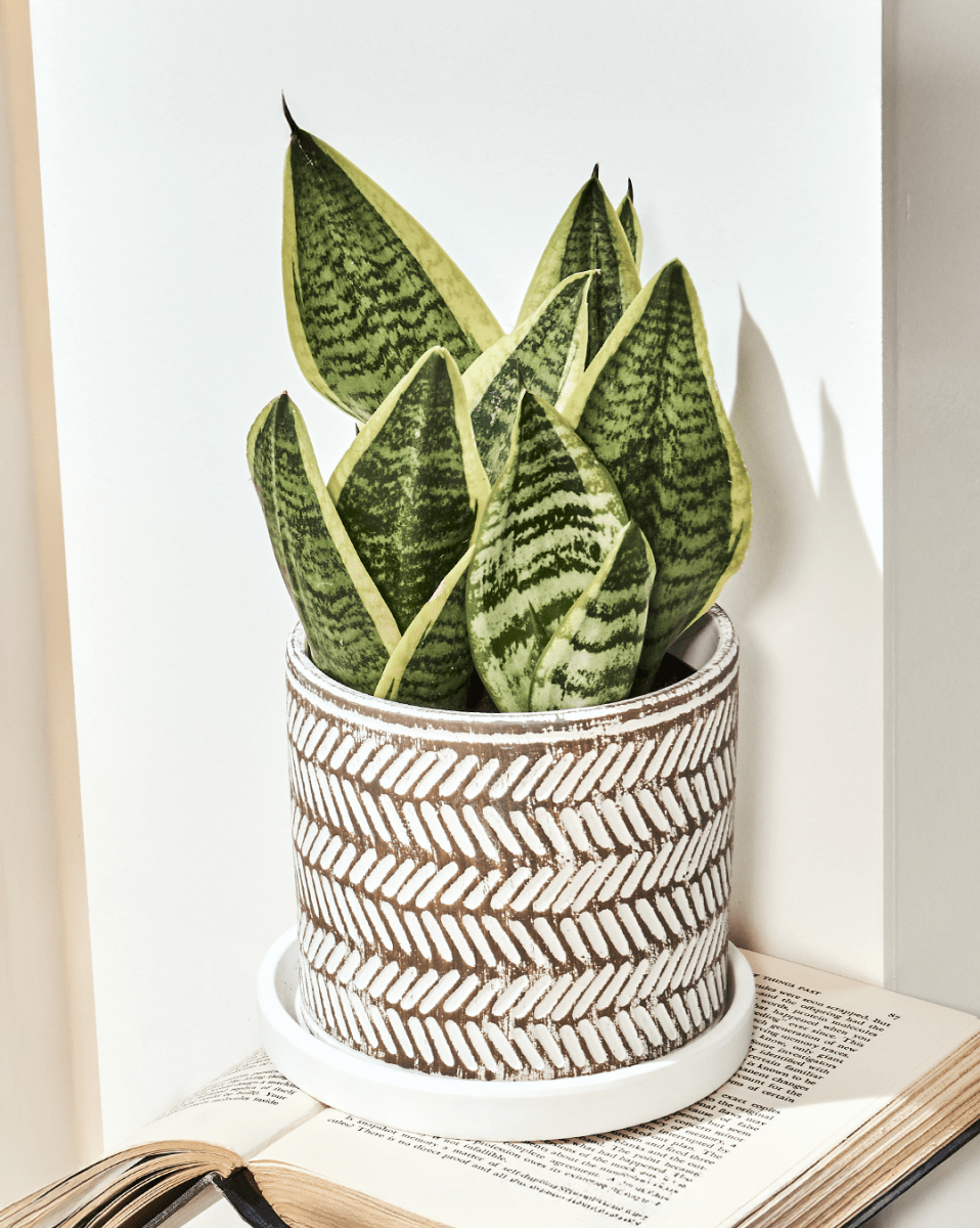 Balter Ceramic Pot And Saucer Set - Chive US Wholesale