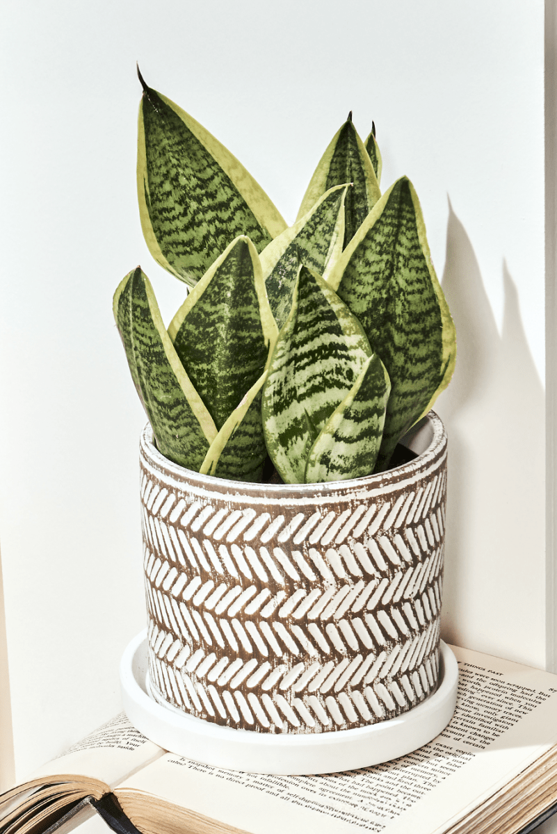 Balter Ceramic Pot And Saucer Set - Chive US Wholesale