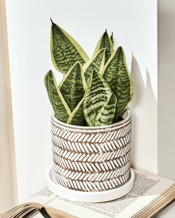 Balter Ceramic Pot And Saucer Set - Chive US Wholesale