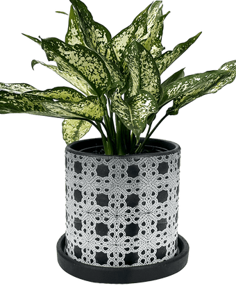 Balter Ceramic Pot And Saucer Set - Chive US Wholesale