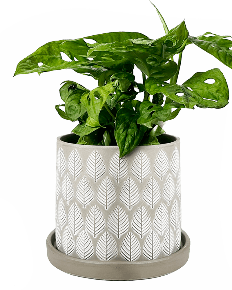 Balter Ceramic Pot And Saucer Set - Chive US Wholesale