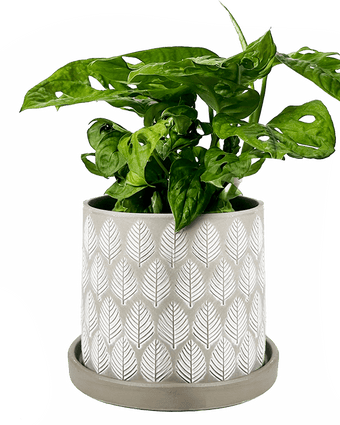 Balter Ceramic Pot And Saucer Set - Chive US Wholesale