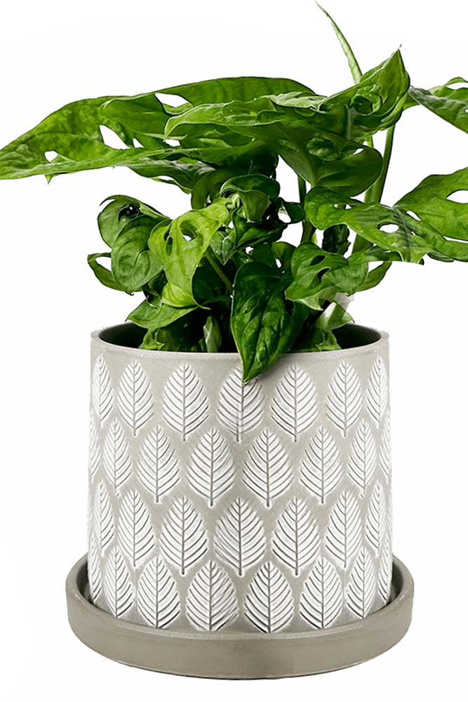 Balter Ceramic Pot And Saucer Set - Chive US Wholesale