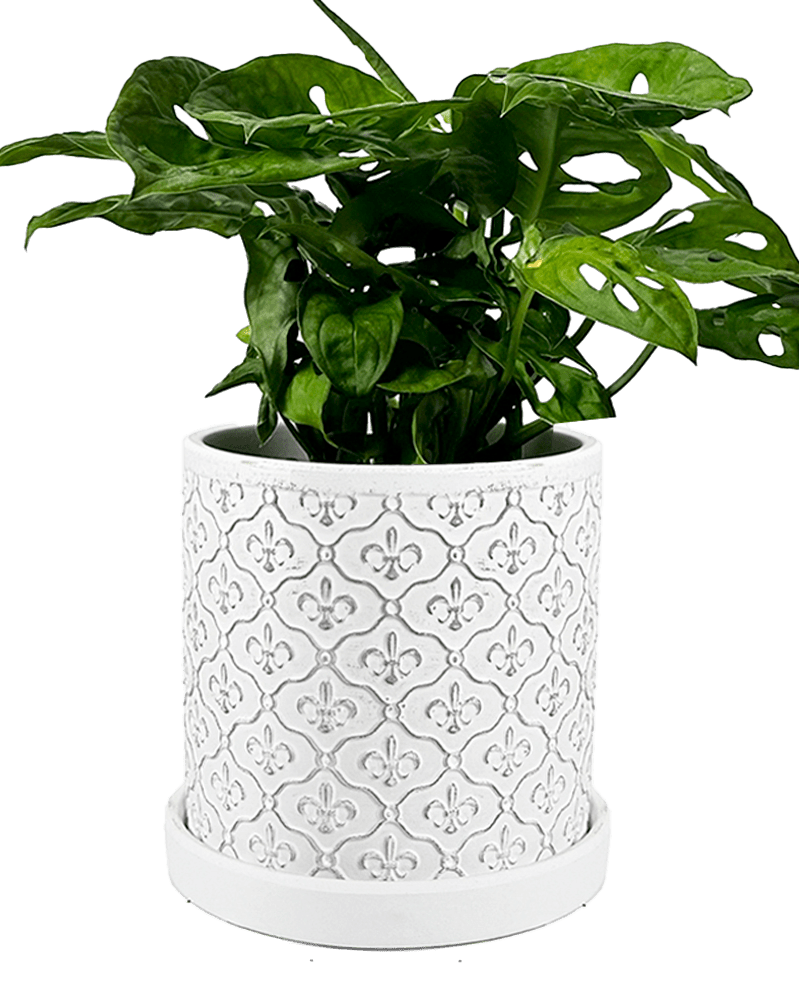 Balter Ceramic Pot And Saucer Set - Chive US Wholesale