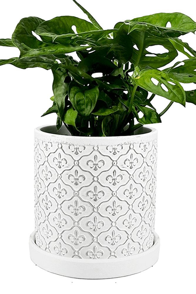 Balter Ceramic Pot And Saucer Set - Chive US Wholesale