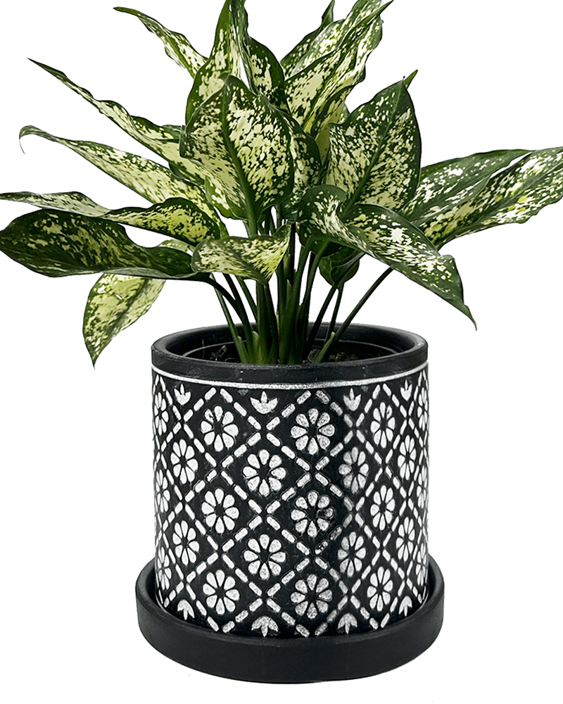 Balter Ceramic Pot And Saucer Set - Chive US Wholesale