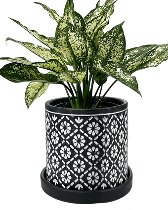 Balter Ceramic Pot And Saucer Set - Chive US Wholesale