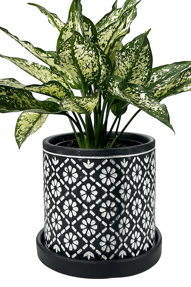 Balter Ceramic Pot And Saucer Set - Chive US Wholesale