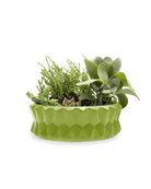 Fang Dish Planter 24pc Kit - Chive US Wholesale