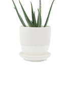 Dyad Pot And Saucer 48pc Kit - Medium - Chive US Wholesale
