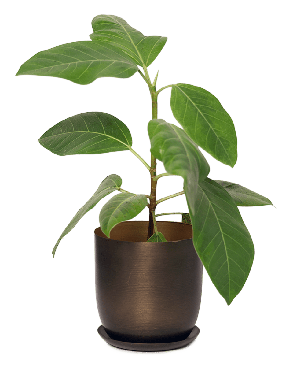 Joe Metal Pot With Drainage Hole - Chive US Wholesale