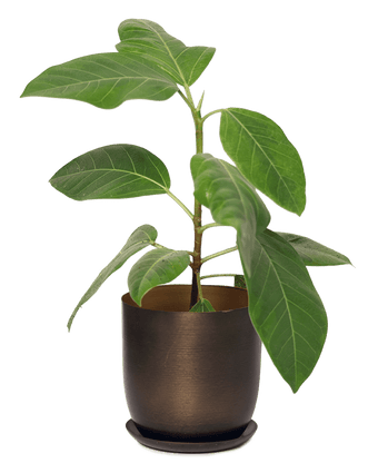 Joe Metal Pot With Drainage Hole - Chive US Wholesale