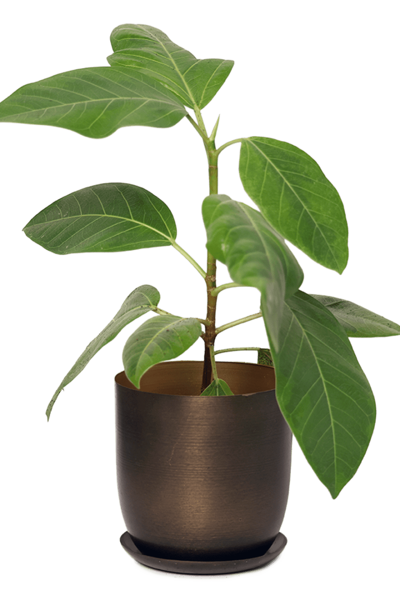 Joe Metal Pot With Drainage Hole - Chive US Wholesale