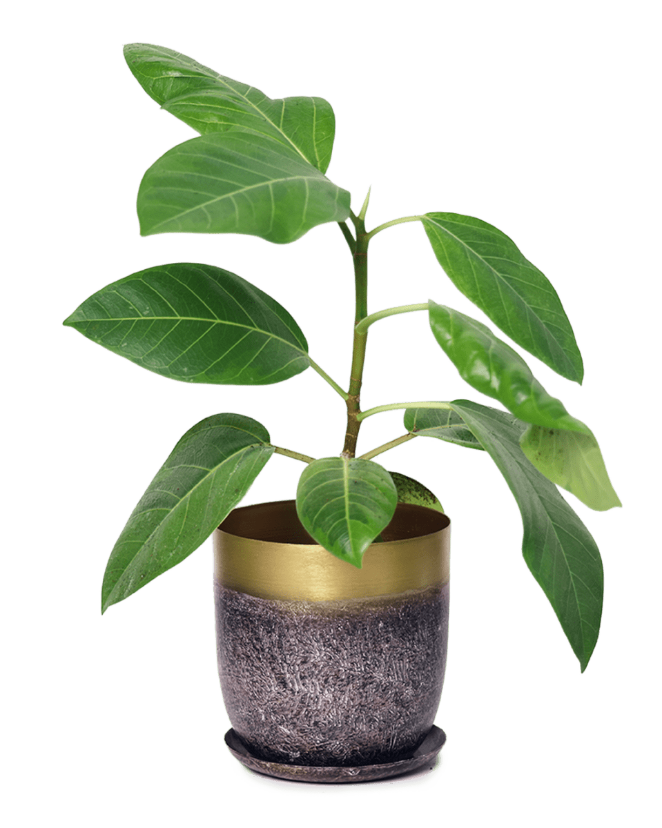 Joe Metal Pot With Drainage Hole - Chive US Wholesale