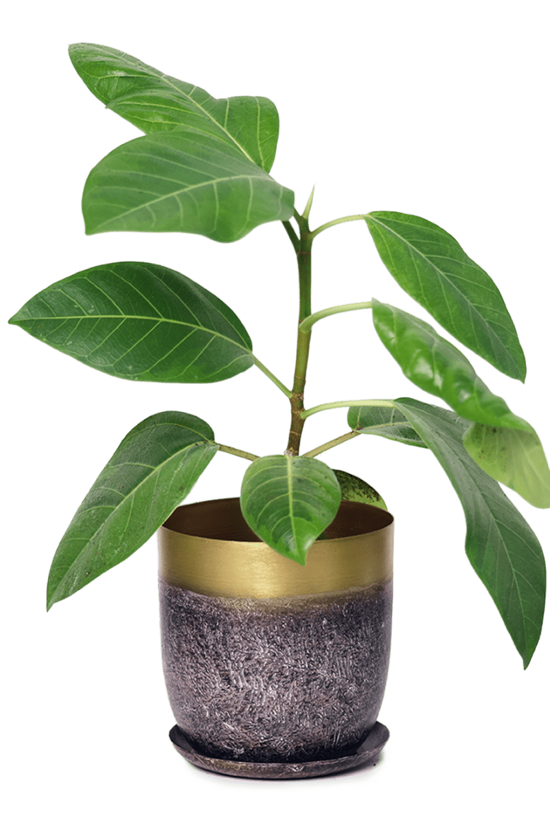 Joe Metal Pot With Drainage Hole - Chive US Wholesale