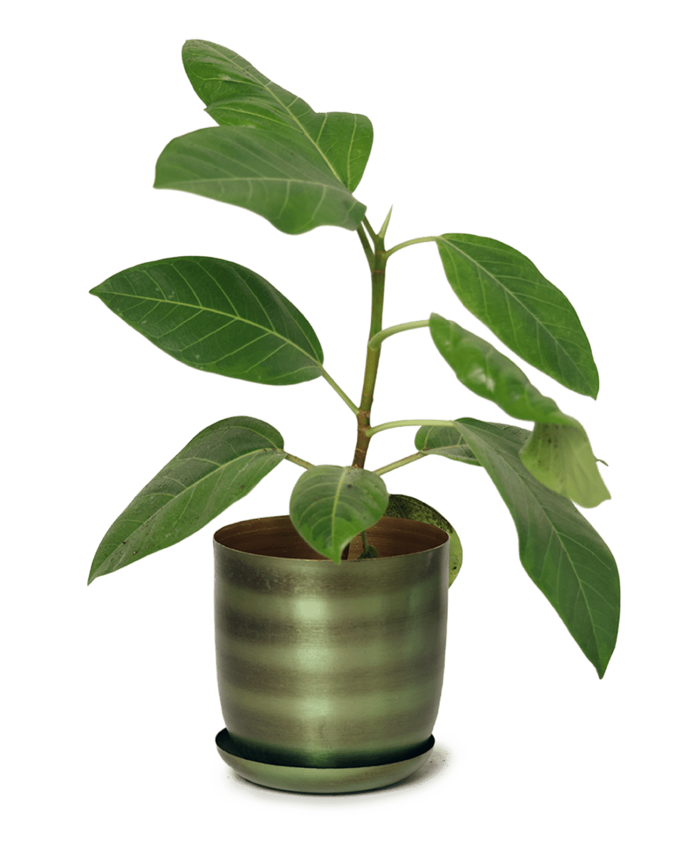 Joe Metal Pot With Drainage Hole - Chive US Wholesale