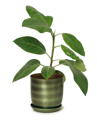 Joe Metal Pot With Drainage Hole - Chive US Wholesale