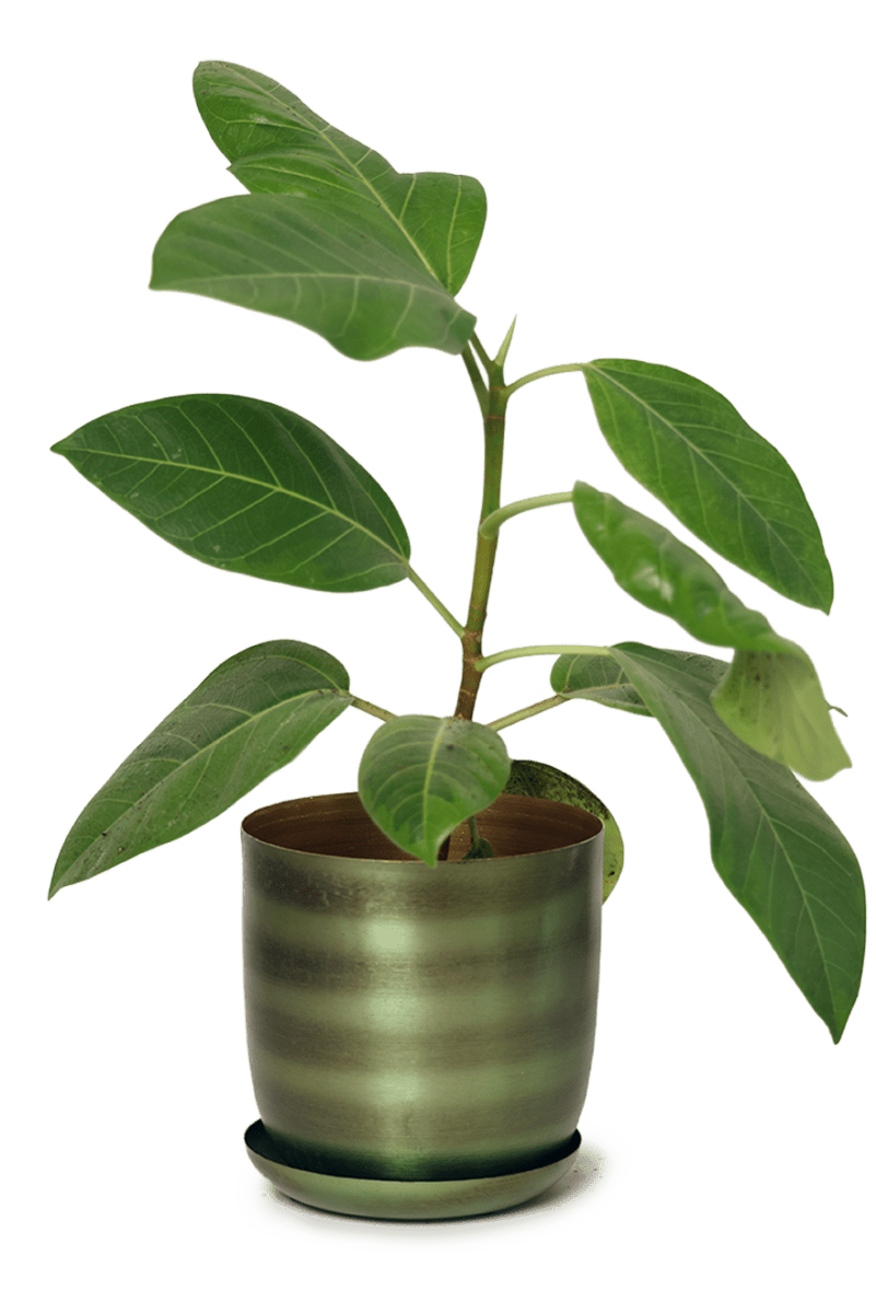 Joe Metal Pot With Drainage Hole - Chive US Wholesale