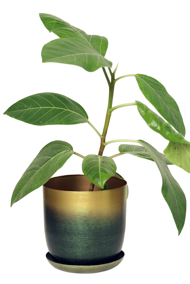 Joe Metal Pot With Drainage Hole - Chive US Wholesale