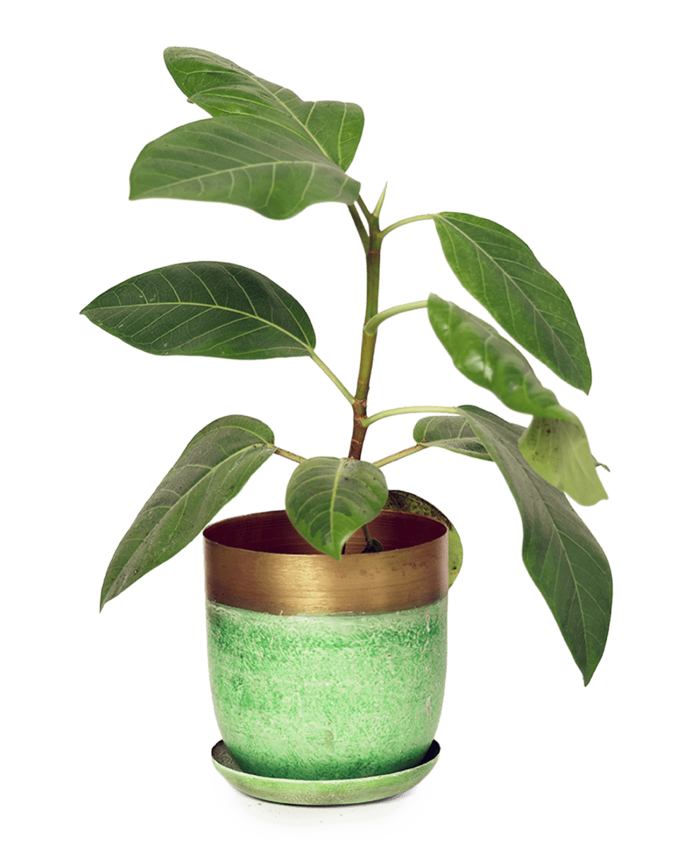 Joe Metal Pot With Drainage Hole - Chive US Wholesale