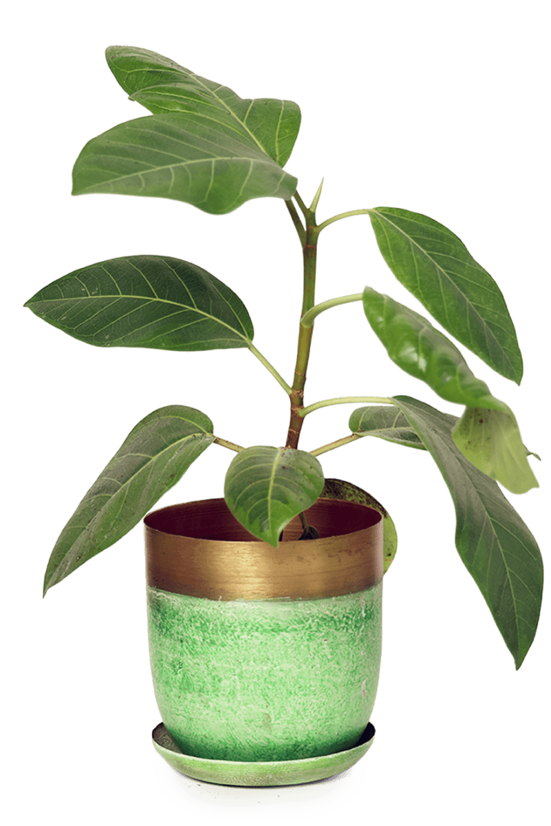 Joe Metal Pot With Drainage Hole - Chive US Wholesale