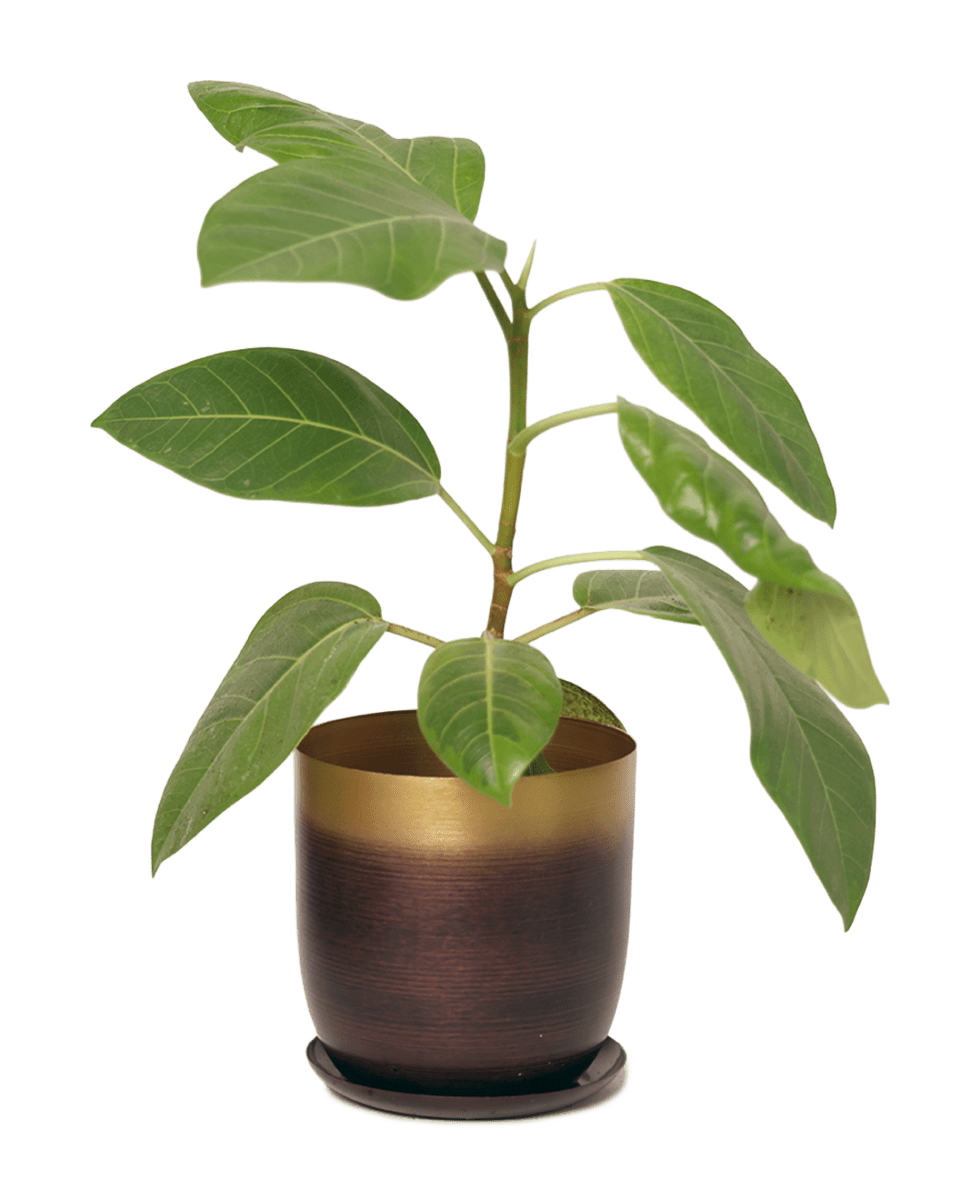 Joe Metal Pot With Drainage Hole - Chive US Wholesale