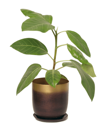Joe Metal Pot With Drainage Hole - Chive US Wholesale
