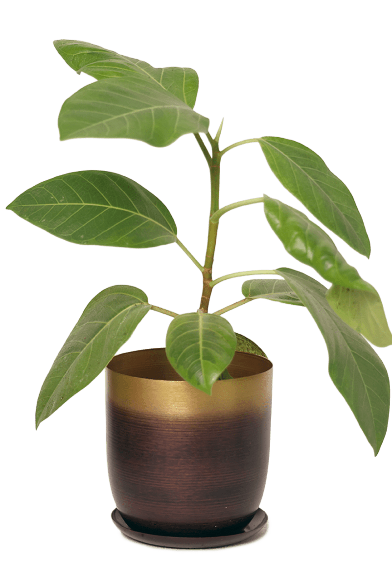 Joe Metal Pot With Drainage Hole - Chive US Wholesale