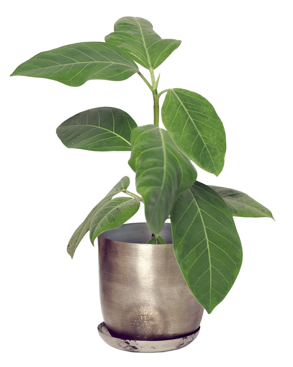 Joe Metal Pot With Drainage Hole - Chive US Wholesale