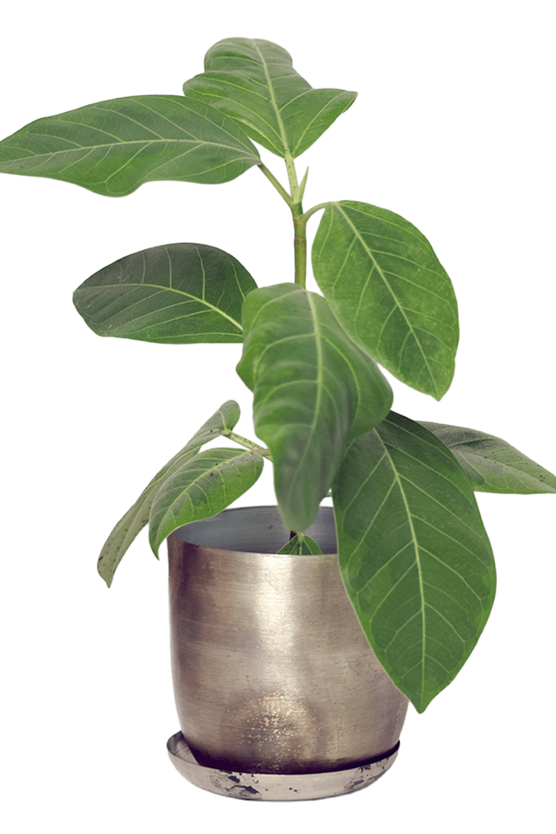 Joe Metal Pot With Drainage Hole - Chive US Wholesale